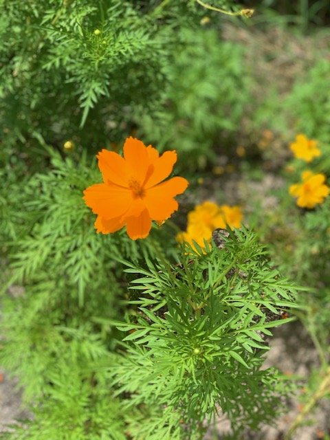 Garden #13