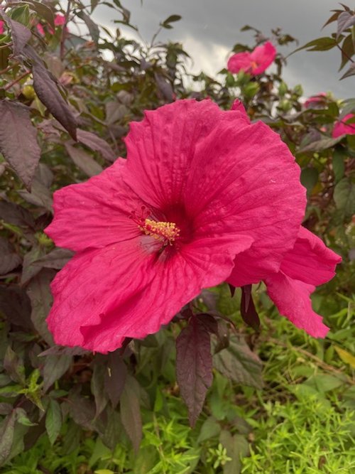 Garden #4