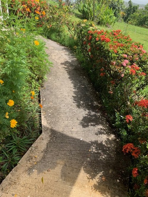 Garden #20