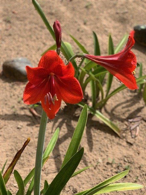 Garden #11