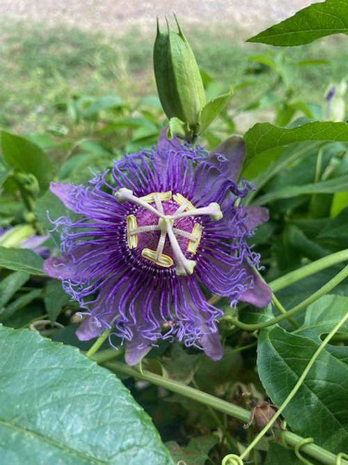 Garden #7