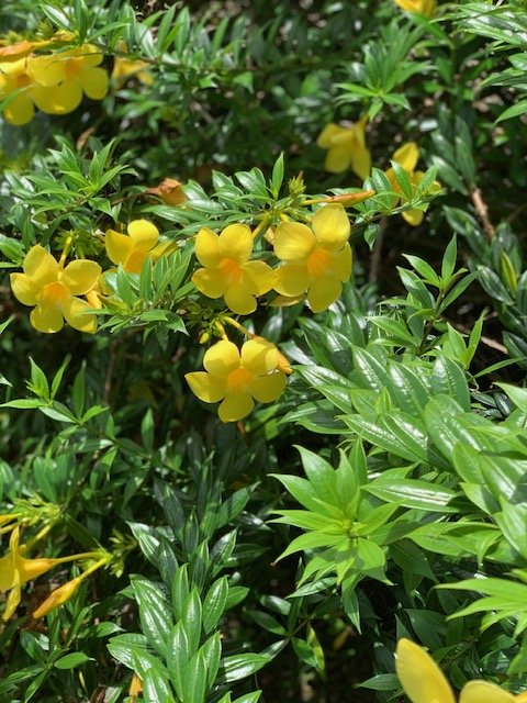 Garden #27