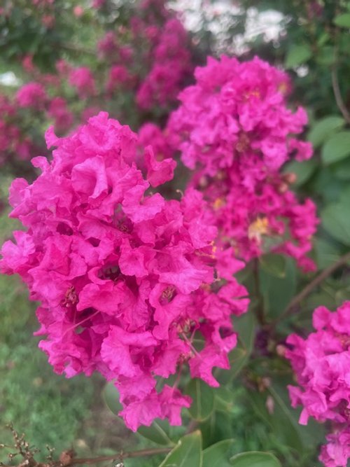 Garden #3