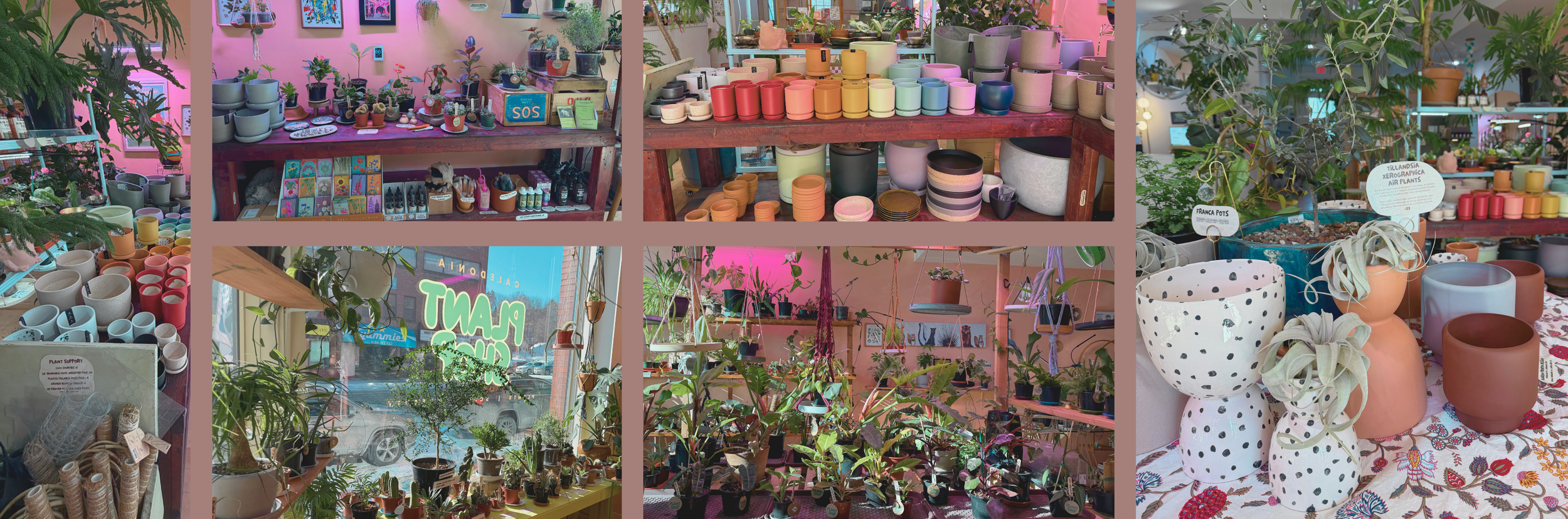 Display of various potted plants and ceramic pots inside a plant shop with pink walls. There are shelves filled with colorful pots, small succulents, and decorative items. The shop has large windows allowing natural light, showcasing more plants and pots outside.
