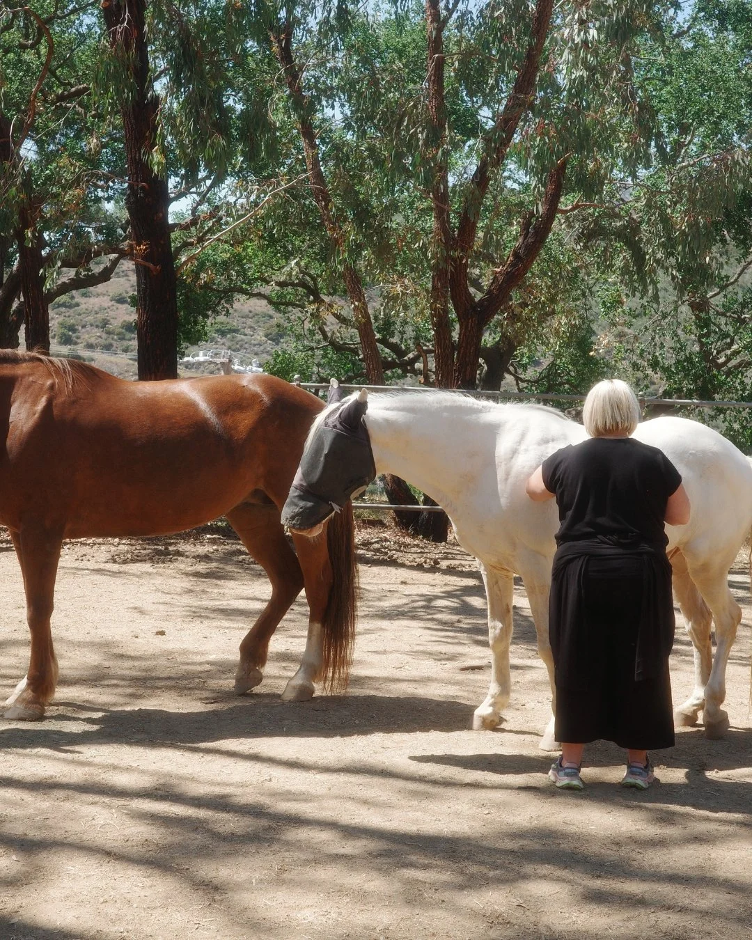 The Year of the Fire Horse