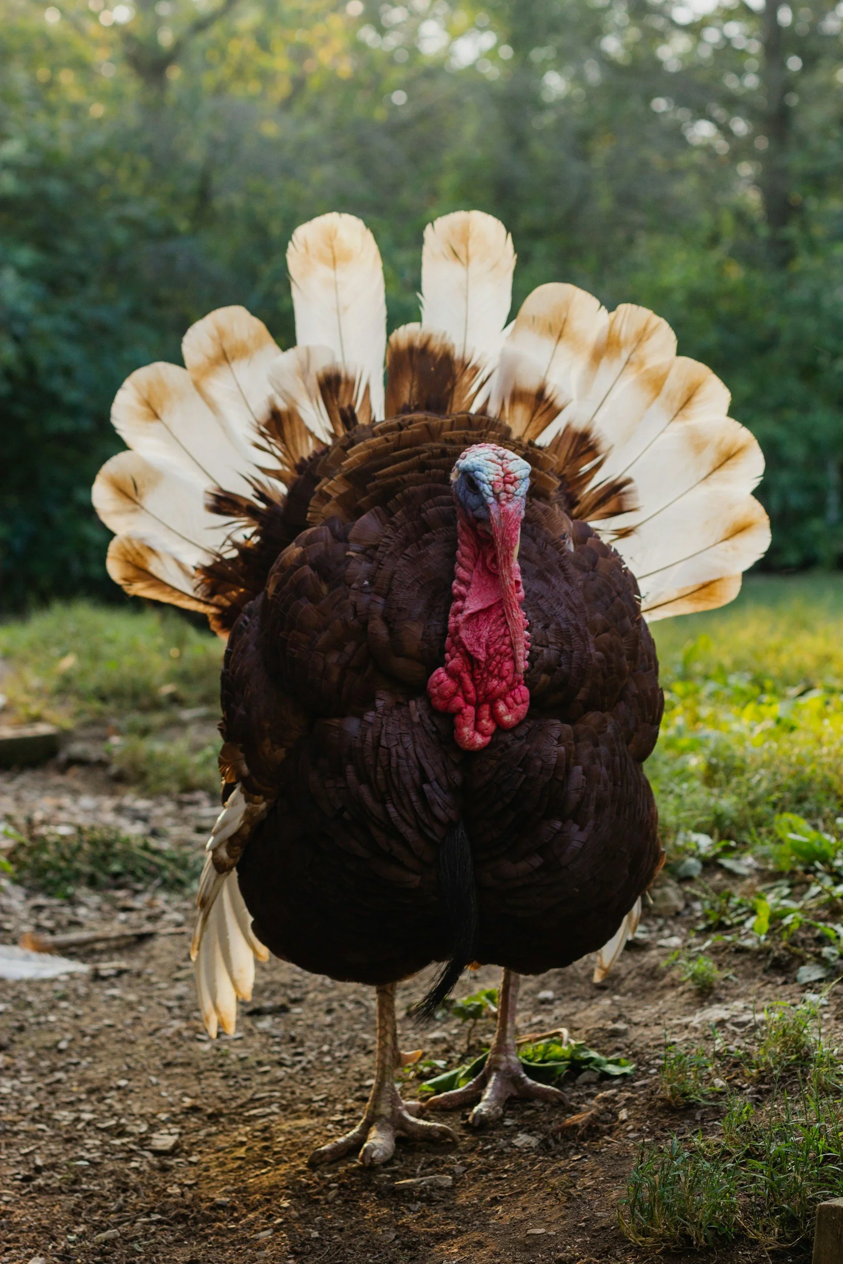 No School: Thanksgiving Break