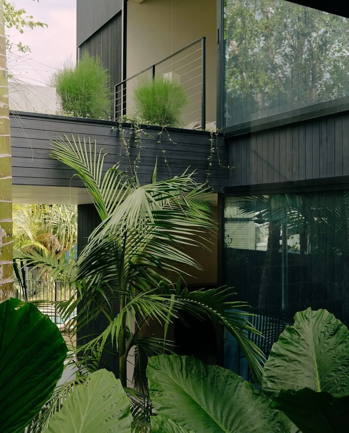 Courtyard planting from the Brunswick Heads house. Designed by @cooke_land_arc