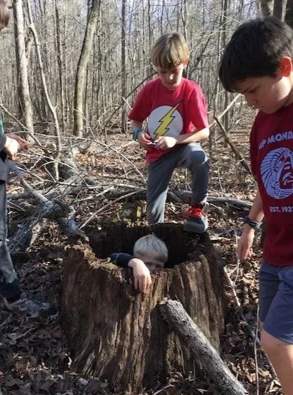 Three boys exploring a hollow tree trunk in a wooded area, with one boy peeking out.