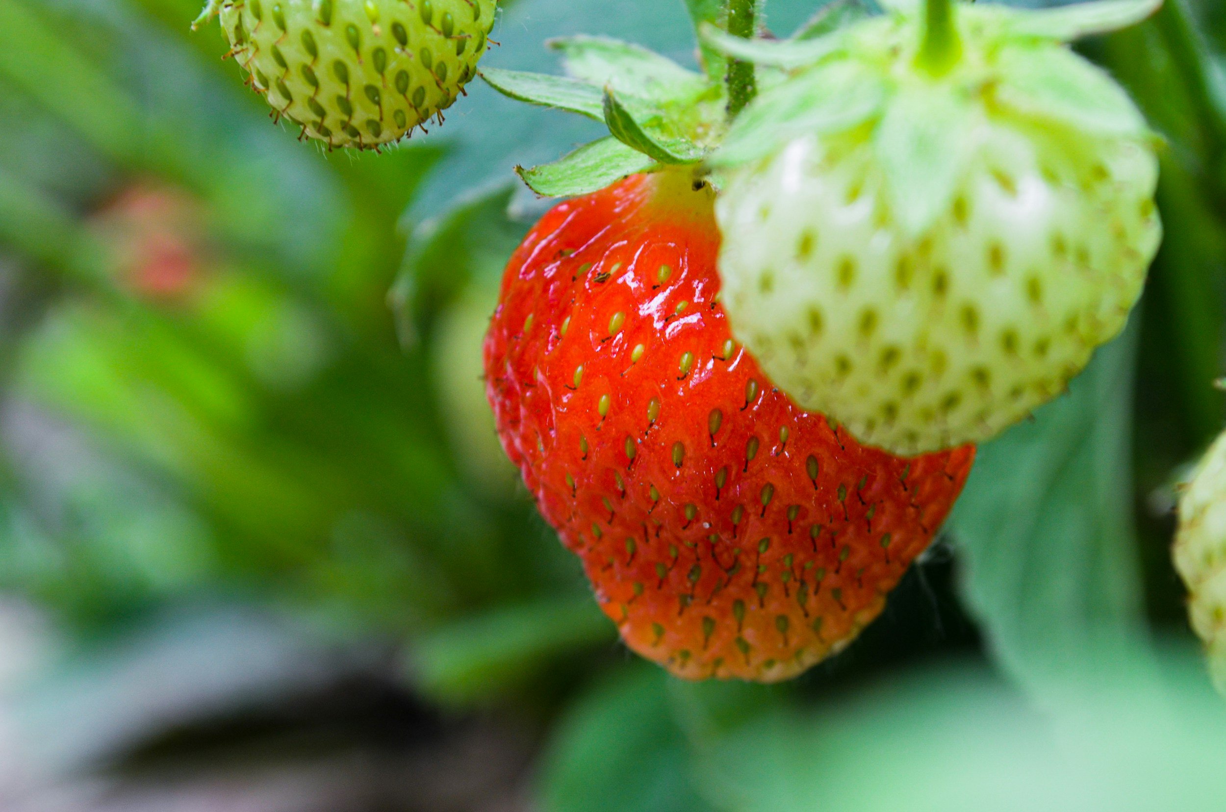 Rain and Strawberries