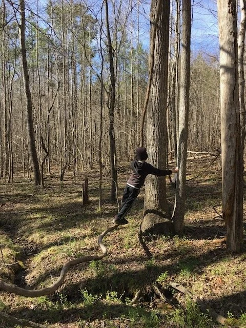 Child climbing a tree in a wooded forest.