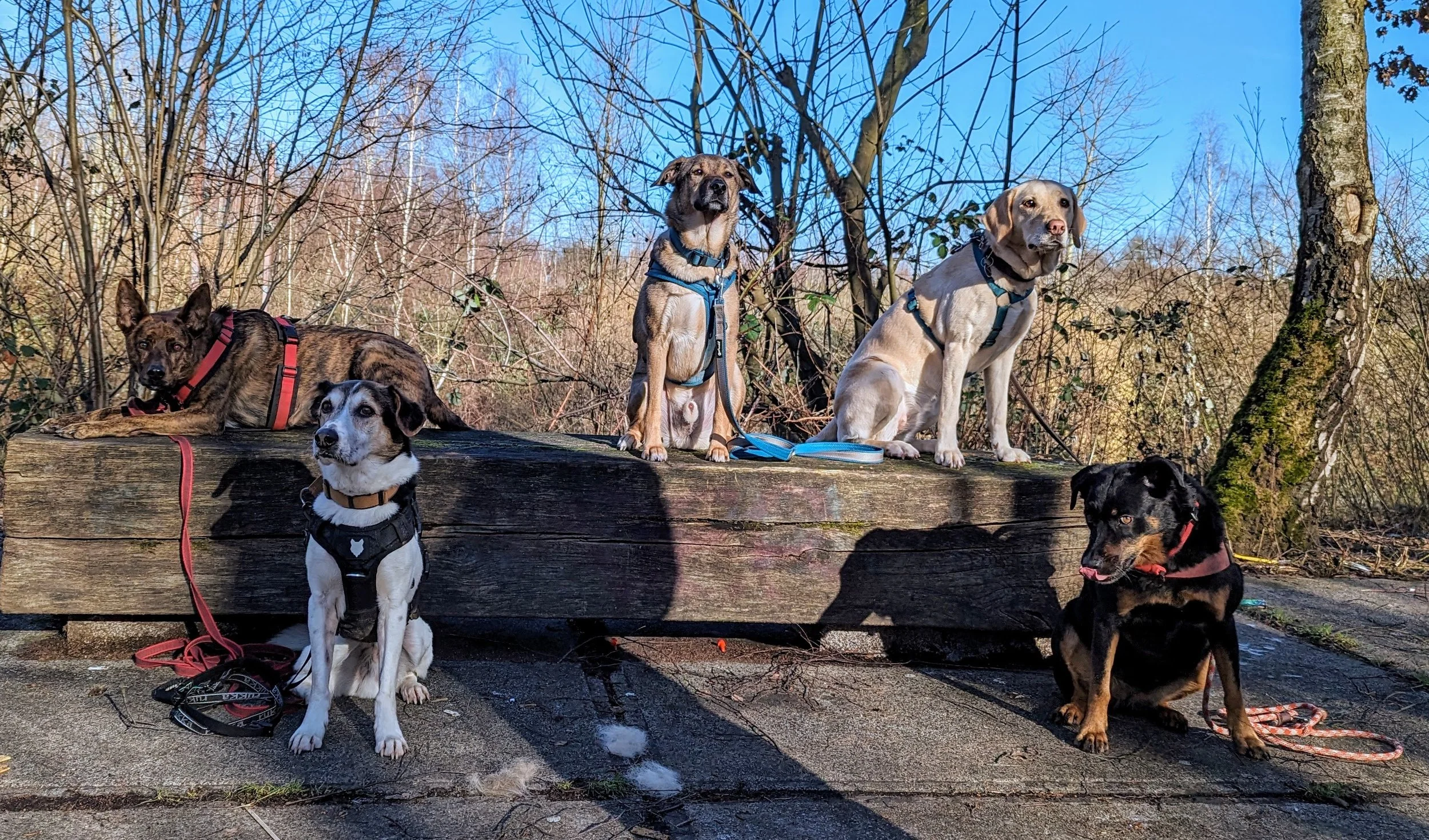 Gruppen