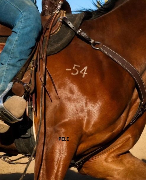 PELE.jpg