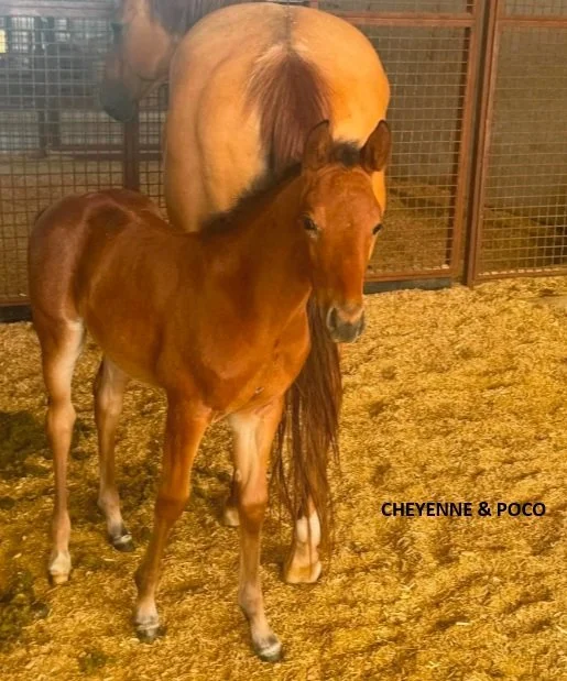CHEYENNE AND POCO.jpg