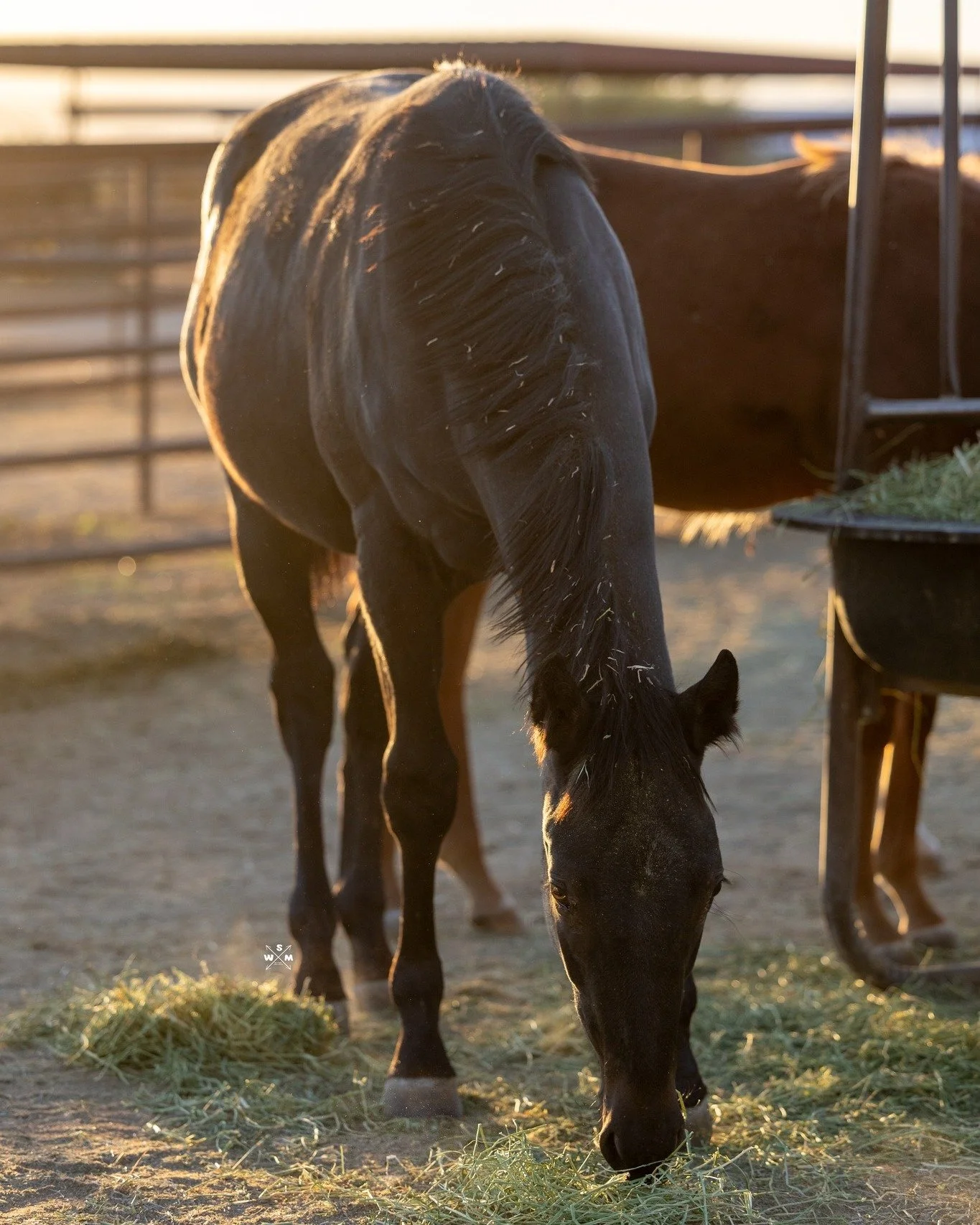 We asked the 2025 foals who wanted to participate in our Halloween photoshoot, and Eeyore happily accepted! 🎃👻 A mare also volunteered...which one do you think it is? 
Hint: she has the same coat color as Eeyore