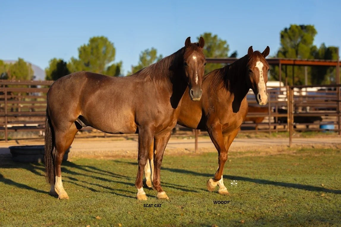 SCATCAT WOODY 1-1.jpg