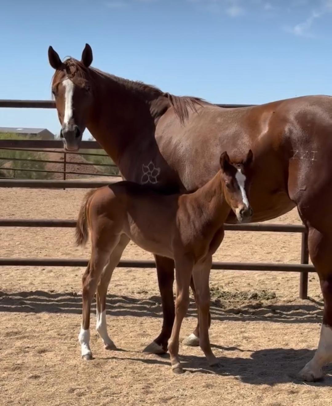 moxie and spyder.jpg