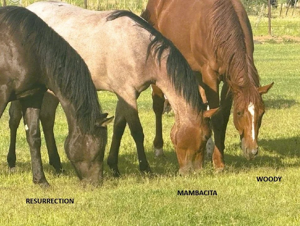 MAMBACITA, RES, WOOD.jpg