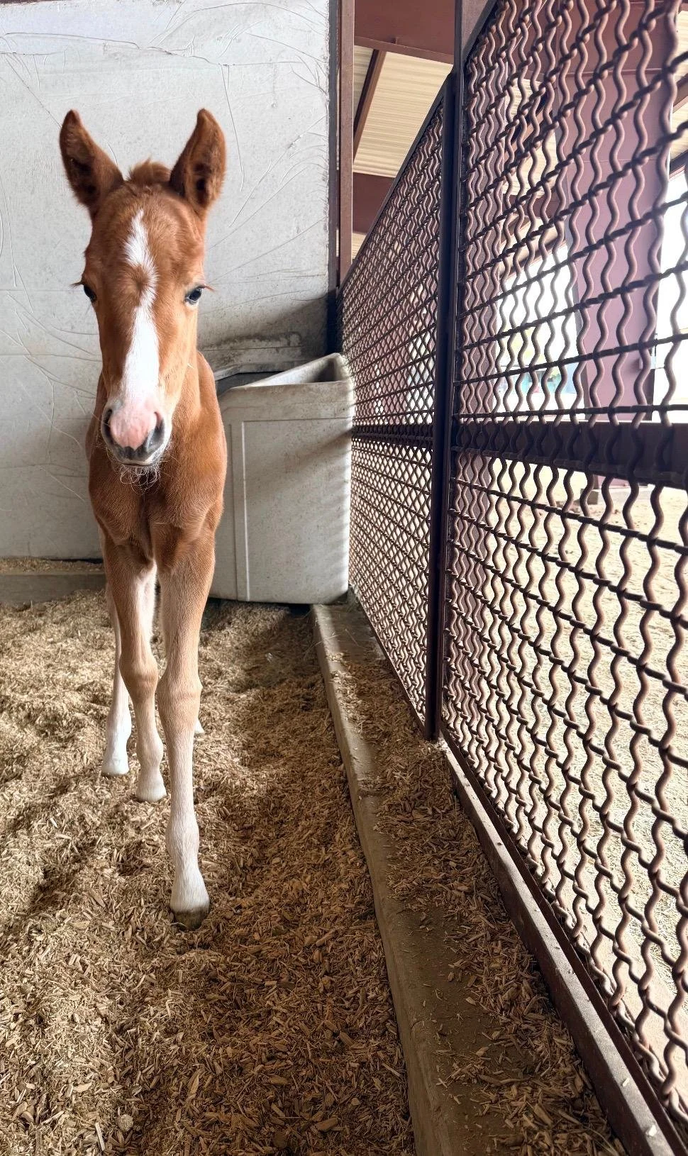 STRYKER- 2.16.26 (2).jpg