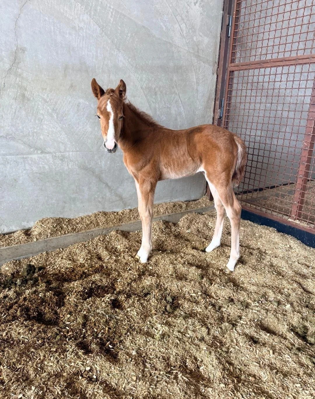 STRYKER- 2.16.26.jpg