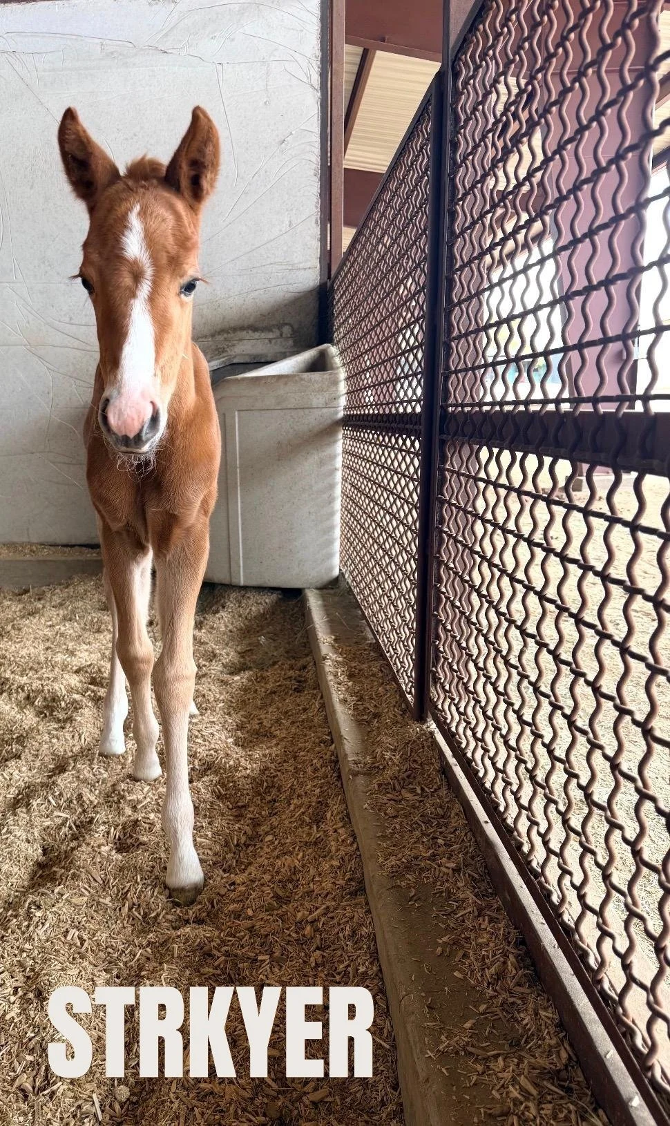 STRYKER- 2.16.26 (2)-1.JPG