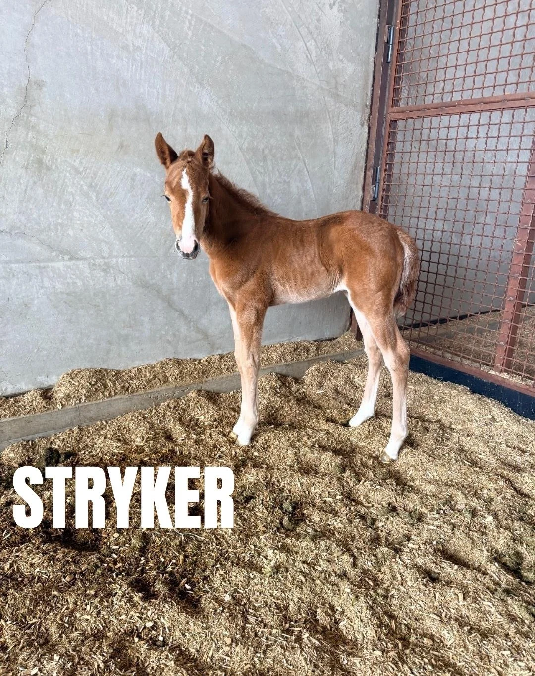 STRYKER- 2.16.26-1.JPG