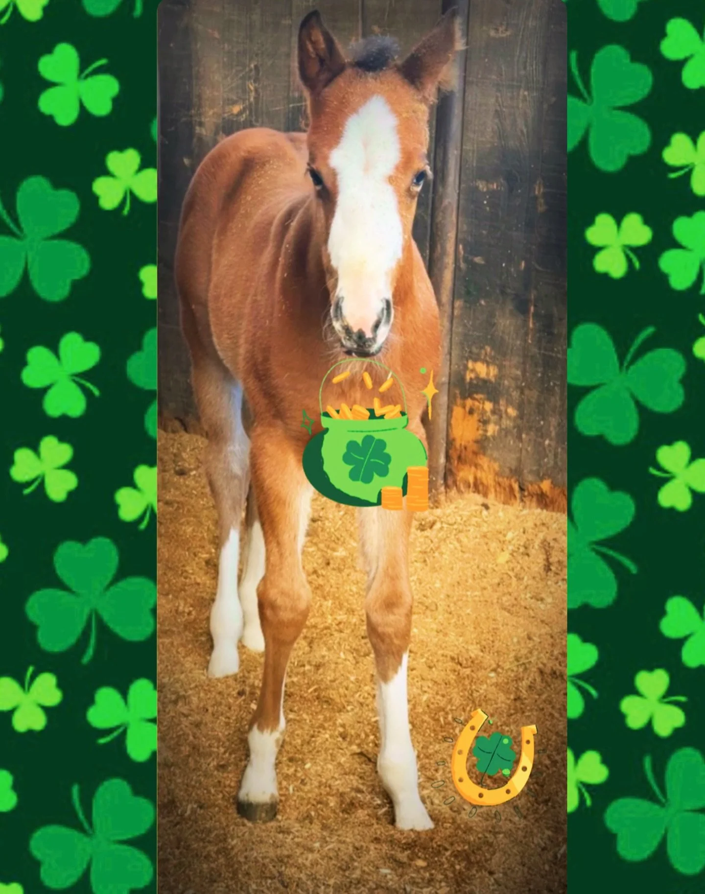 ☘️Happy St. Patrick&rsquo;s Day! ☘️
Feelin&rsquo; like we struck a pot of gold with our Lucky Wonder Horse filly 💛

#luckywonderhorse #2026filly #quarterhorse #stpatricksday☘️ #bar54qh
