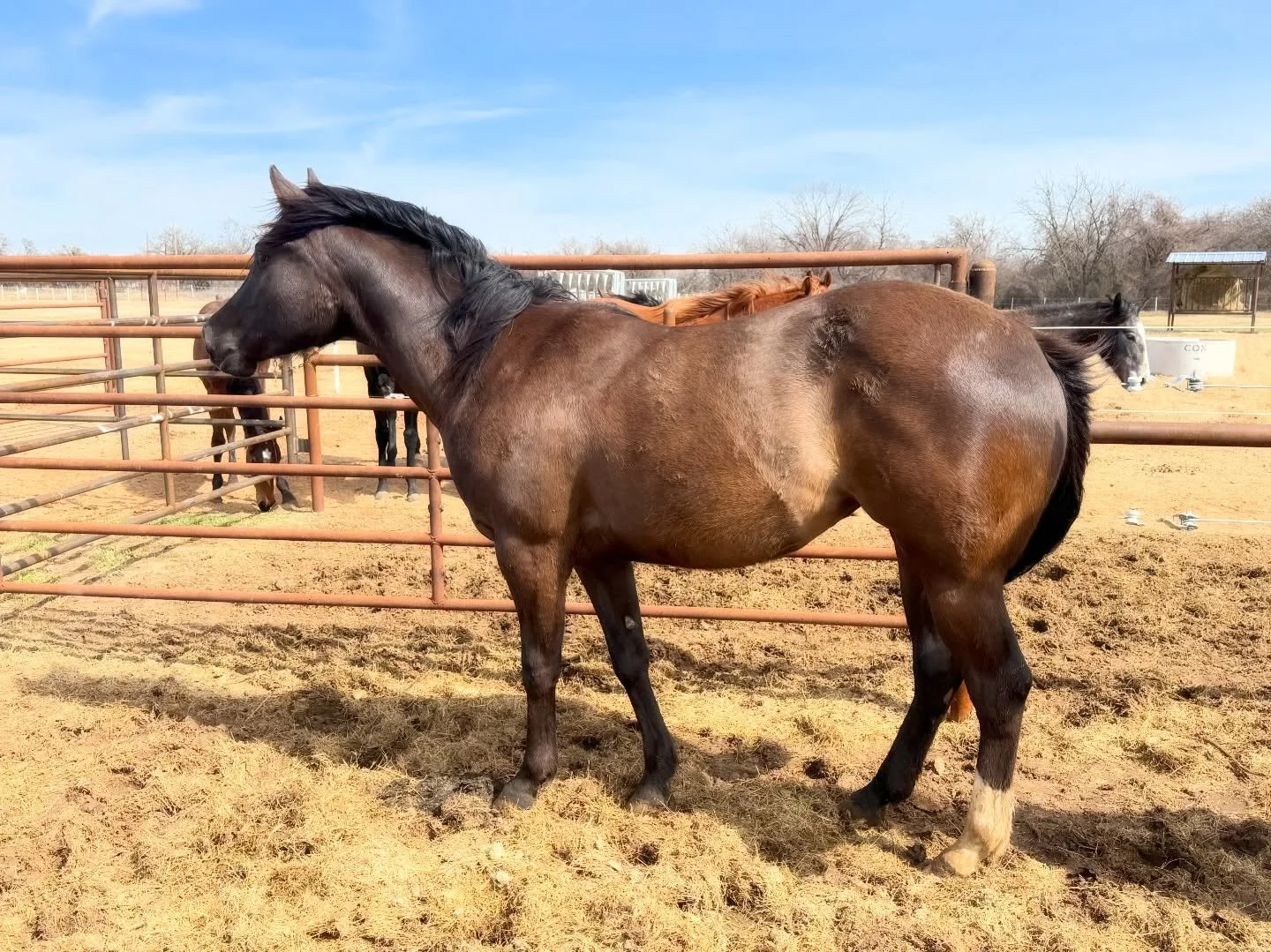 &bull;Our other 2yr old filly &ldquo;Mambacita&rdquo; (by Shawne Bug Leo) is getting her glow up in Texas with 10-62 Barrel Horses&bull;

#aqha #bar54qh #horsesofinstagram #shawnebugleo