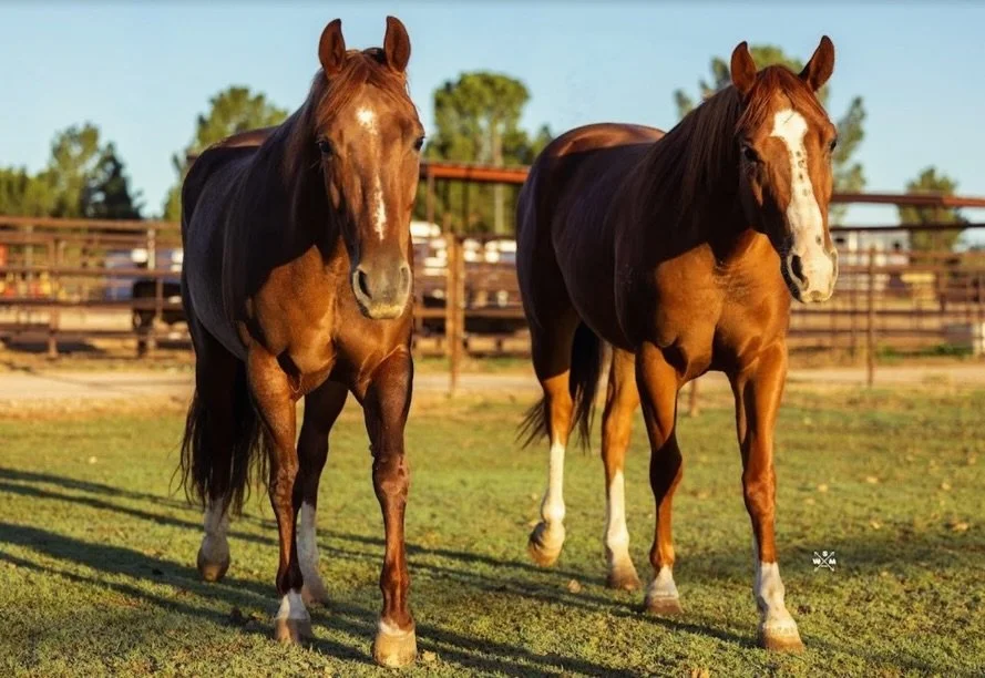 🔸Scat Cat &amp; Woody showing some brotherly love🔸
 They are half brothers from our mare &ldquo;Wood I Jazz&rdquo;

#aqha #bar54qh #geldings #horsesofinsta