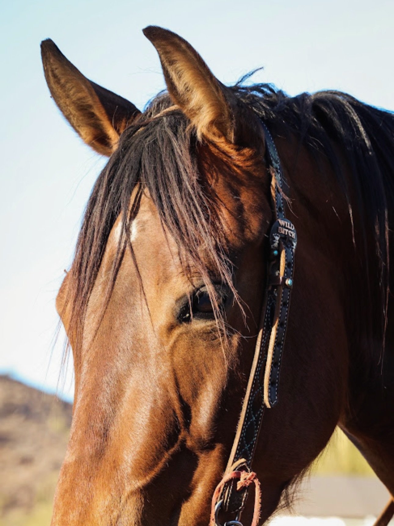 Prettiest girl in the crew ✨
2021 Mare 
Wood I Jazz X Dash Ta Fame 

#juicy #bar54qh #horsesofinsta #dashtafame #barrelhorse