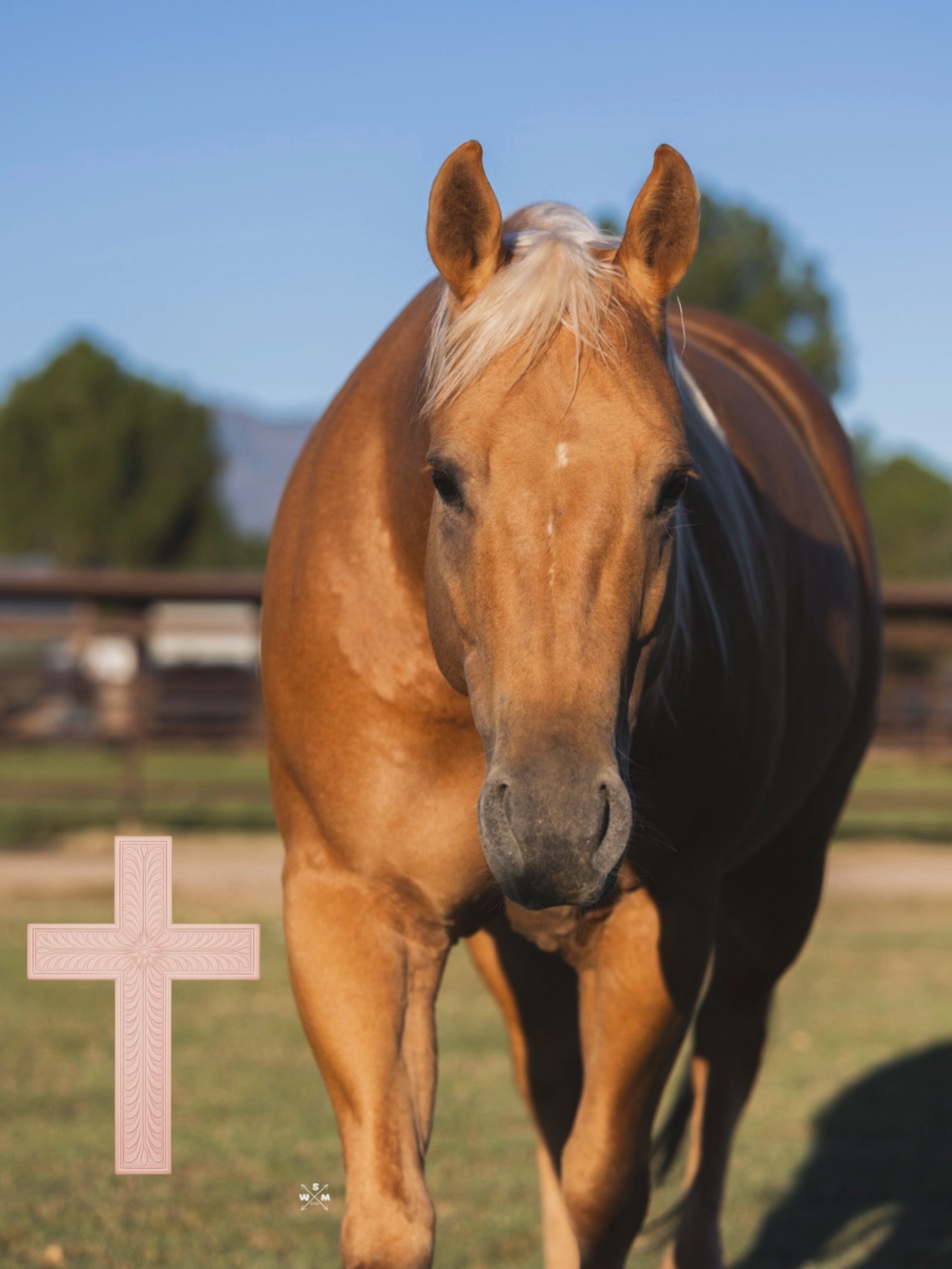 &ldquo;May this Good Friday bring peace, faith, and countless blessings into your life&rdquo; 

#goodfriday #horsesofinsta #bar54qh