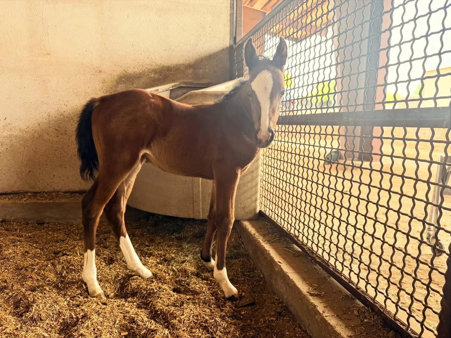 &bull; Introducing our newest filly: &ldquo;Chip&rdquo;&bull; 🐴

Traffic Guy x Sugar Leo Sage (Own daughter of Nick Bar)

#bar54qh #horsesofinsta #aqha #trafficguy