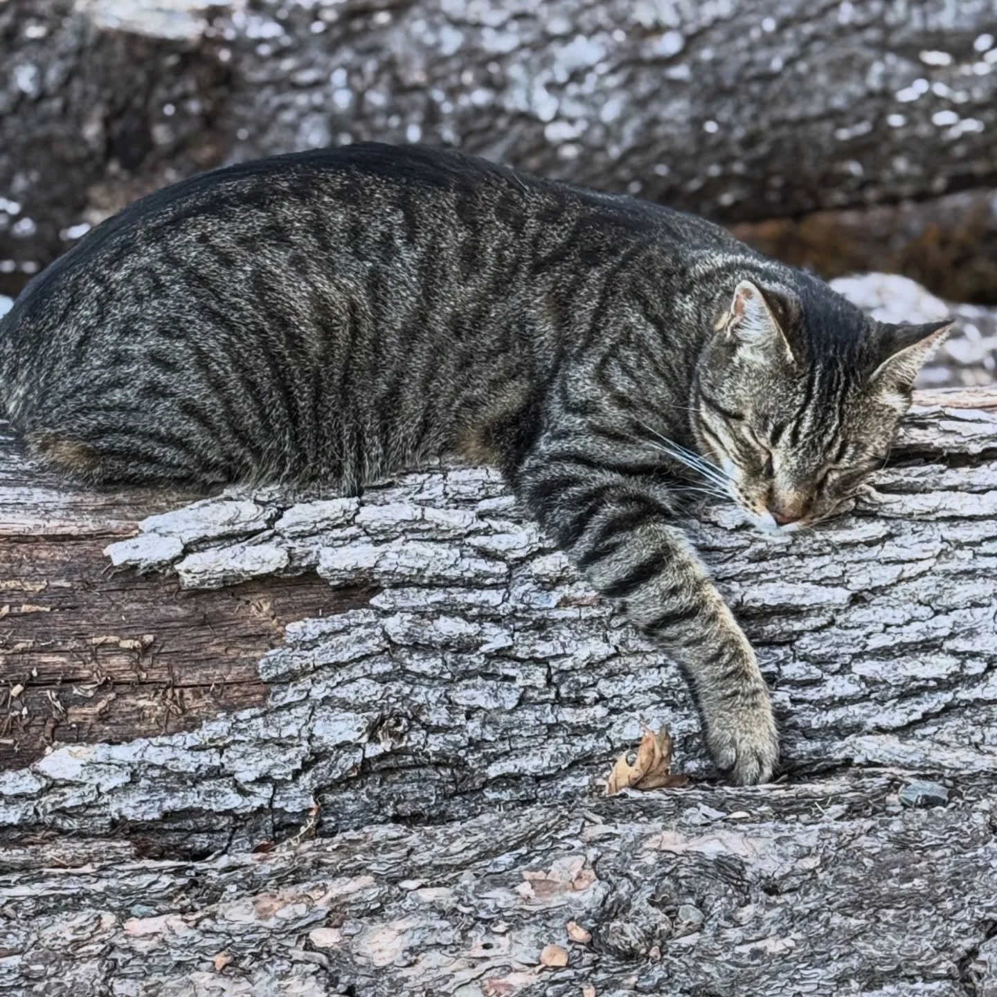 &bull;&bull;Everyone on the Ranch is still recovering from the weekend&bull;&bull;

#ranchcat #bar54 #catsoﬁnsta