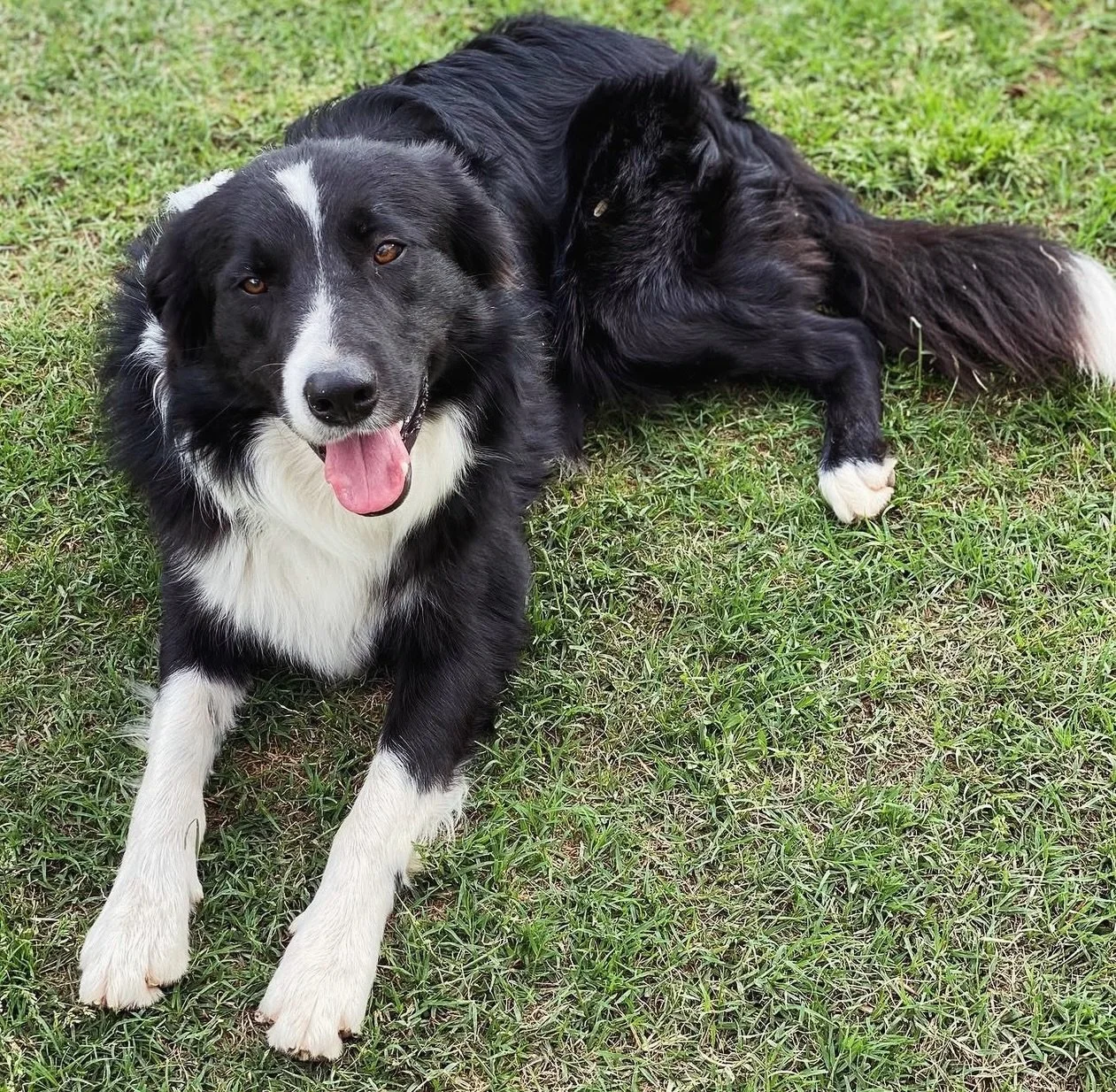Our handsome ranch hand, Jack 🖤 

#jack #dogsofinstagram #ranchhand