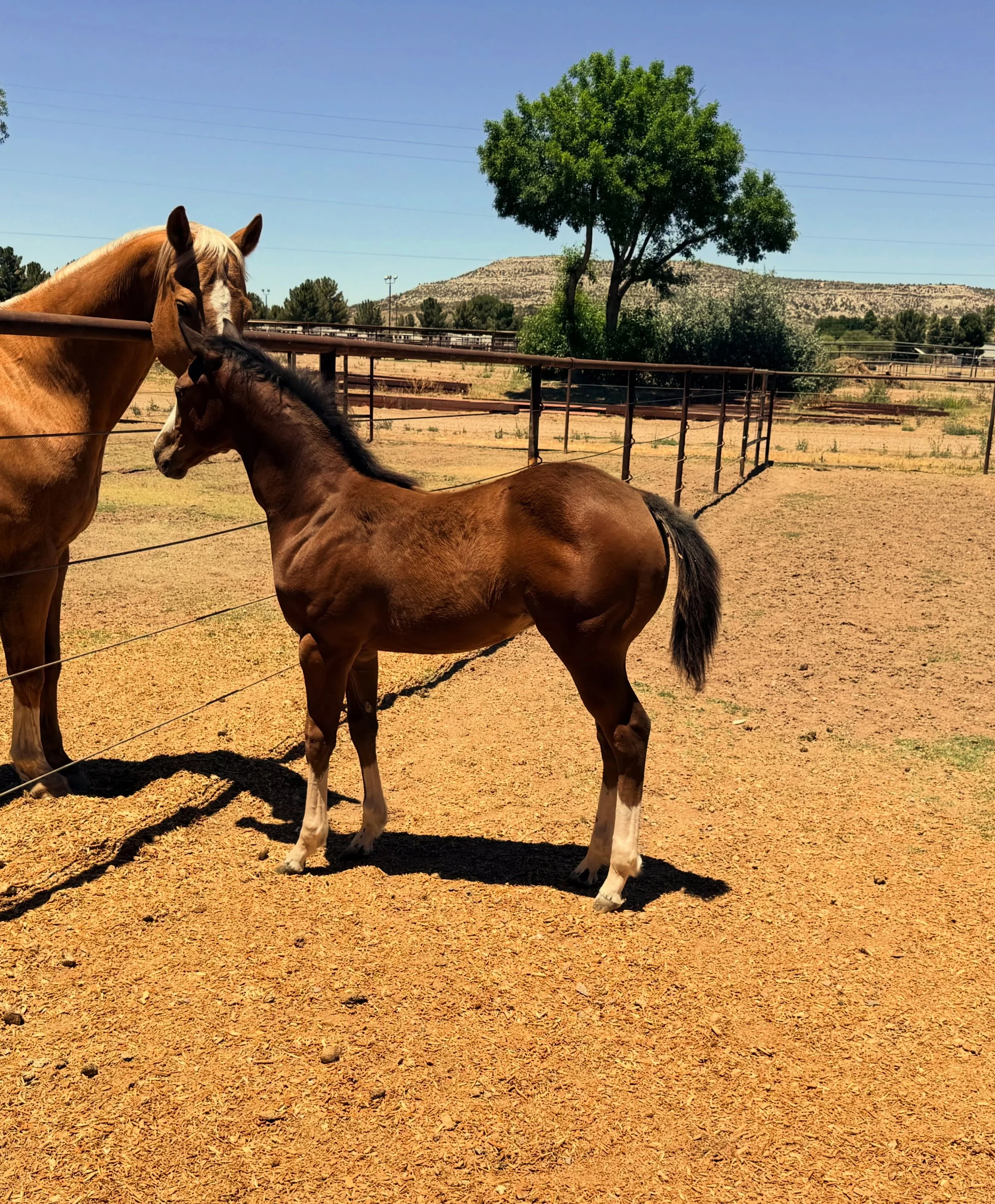 Mamba and Ace made their way up north to hang in cooler pastures next to our boy Phoenix ☀️

#horsesofinstagram #summer #pasture