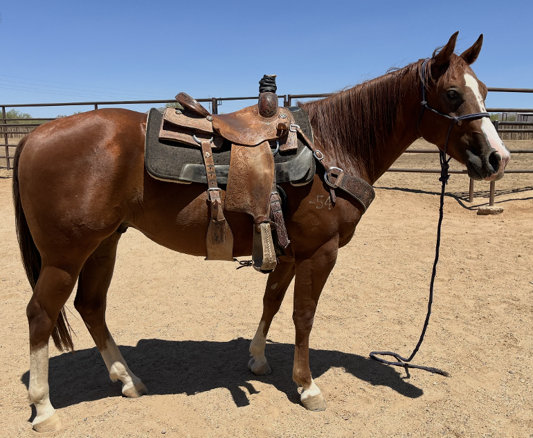 woody saddle.png