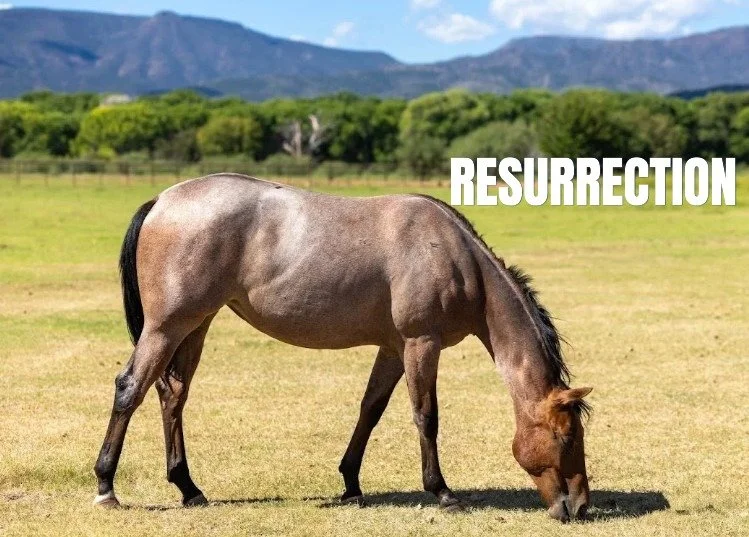 RES 2.jpg