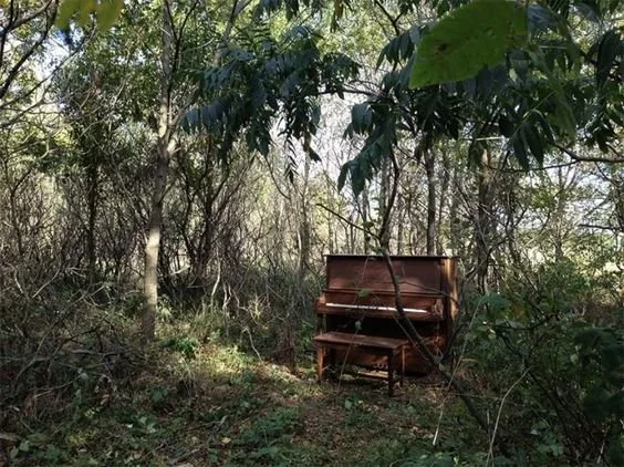 Piano in a forest setting surrounded by trees and leafy vegetation