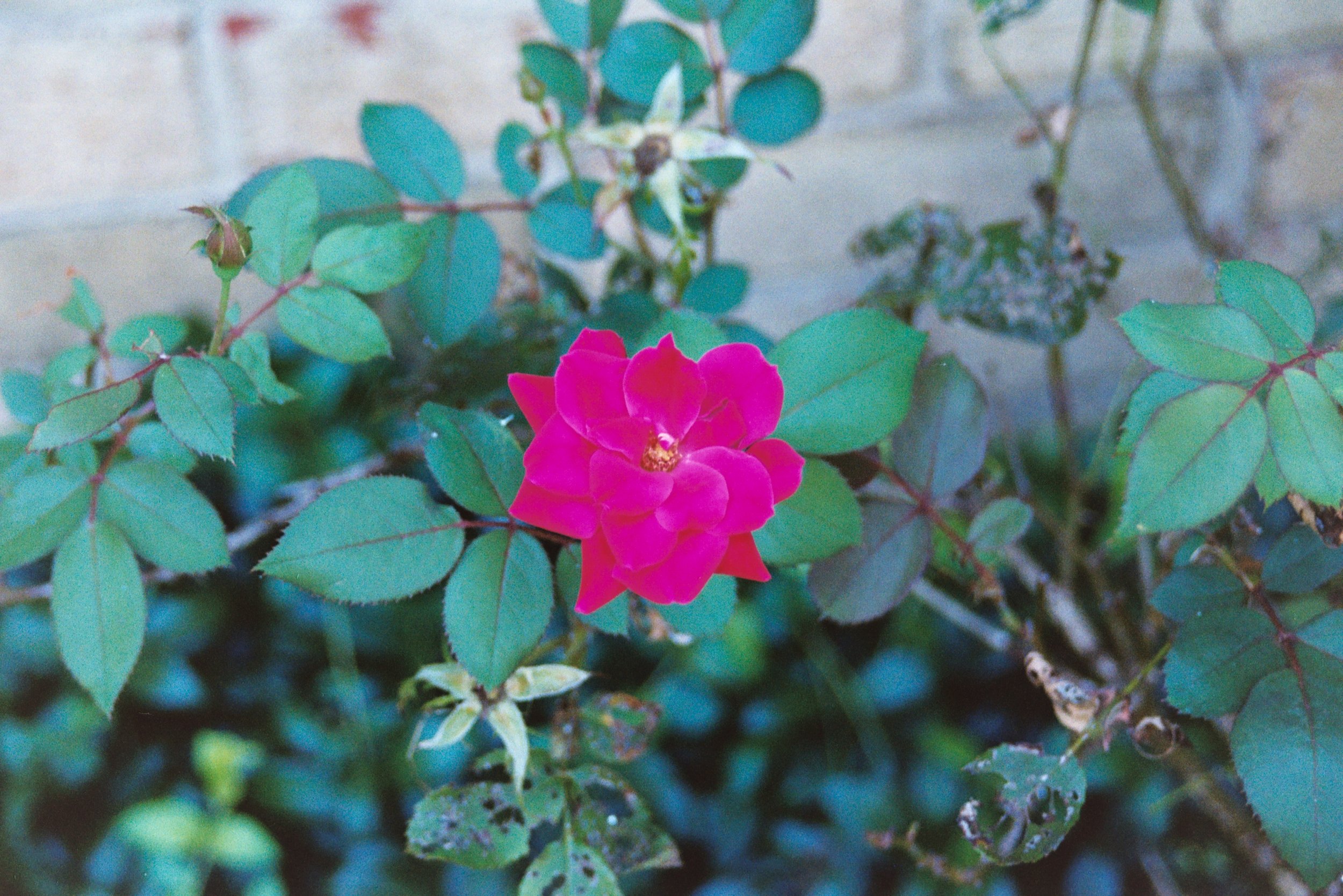 Melnicki 79192AA024A.JPG