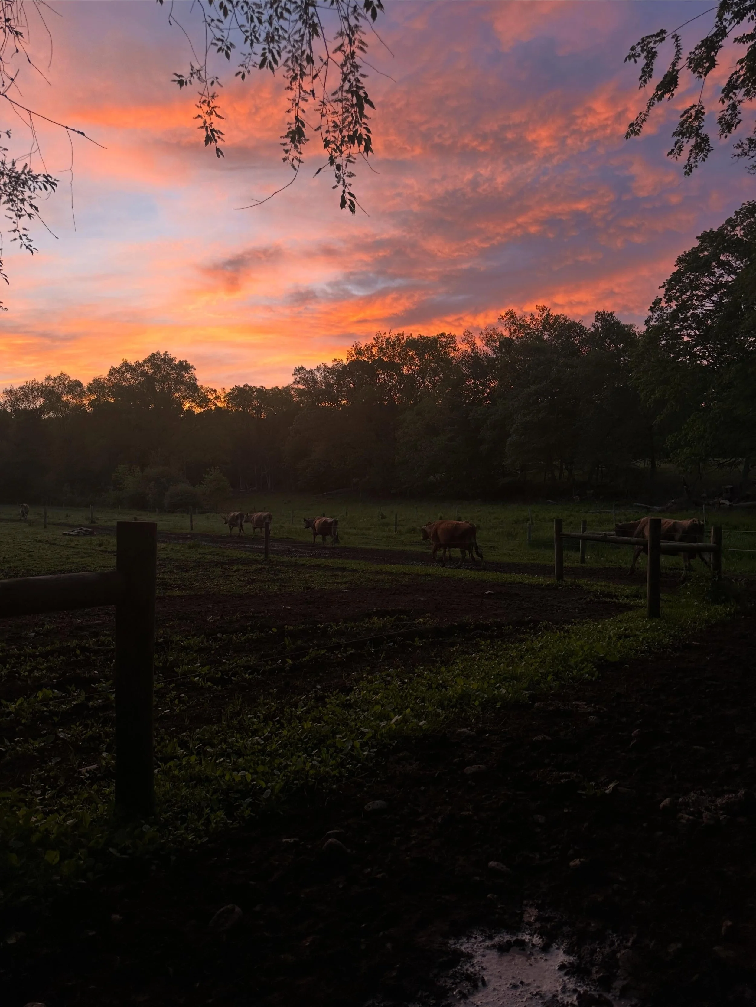 Before most people are awake, the barn&rsquo;s already moving. Cows like routine same time, same order, every day and they&rsquo;ll usually head to the parlor on their own because they know exactly what&rsquo;s coming. Milking starts well before sunr
