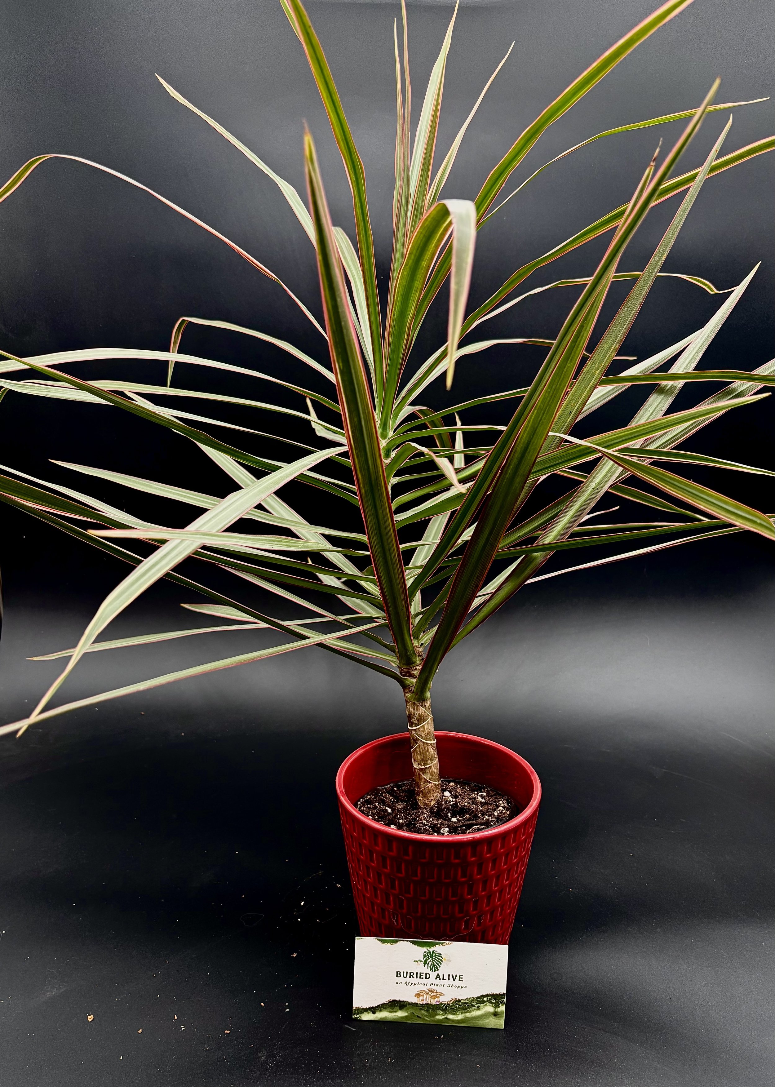Dracaena Marginata