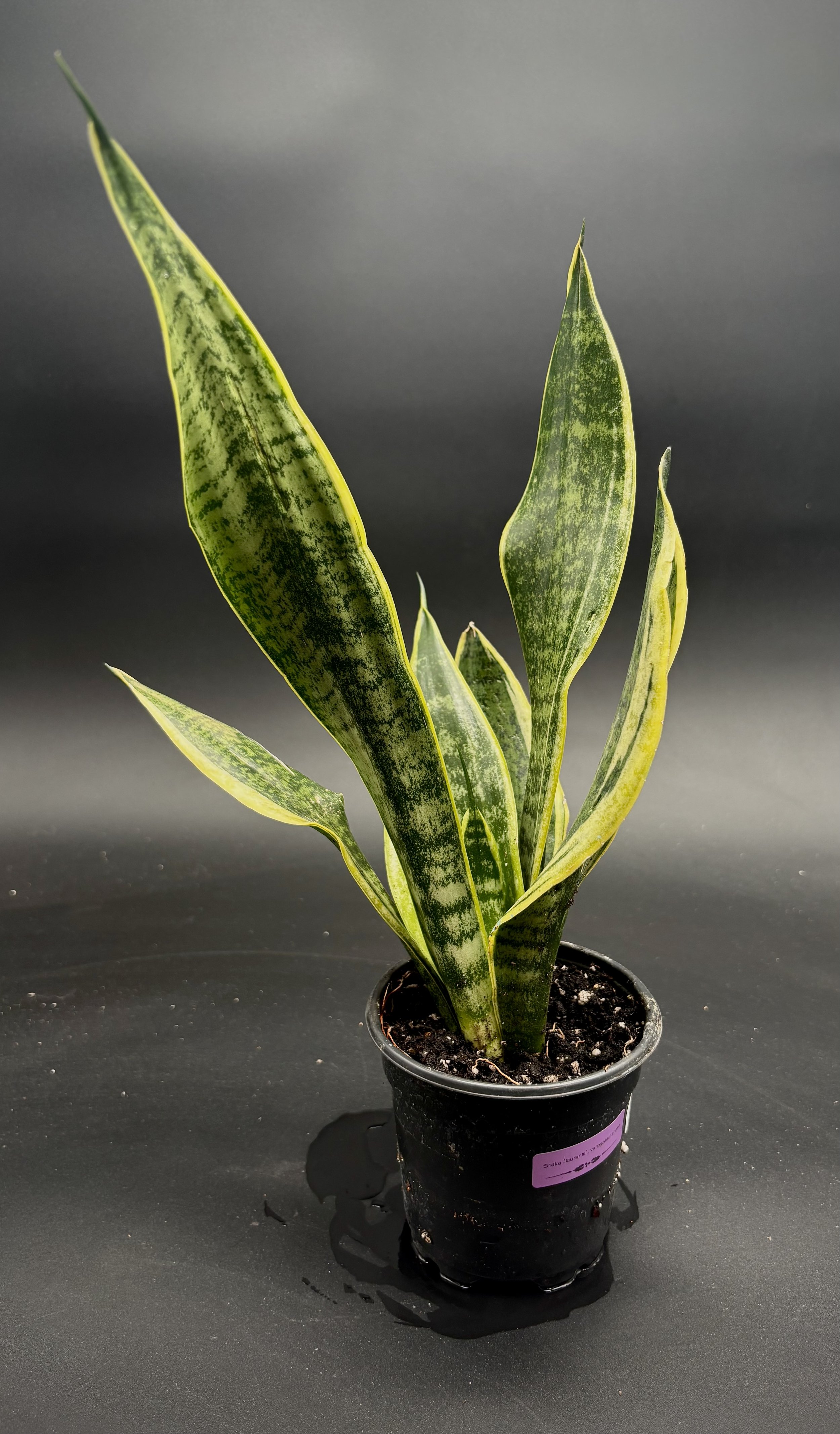 Snake plant-Laurentii