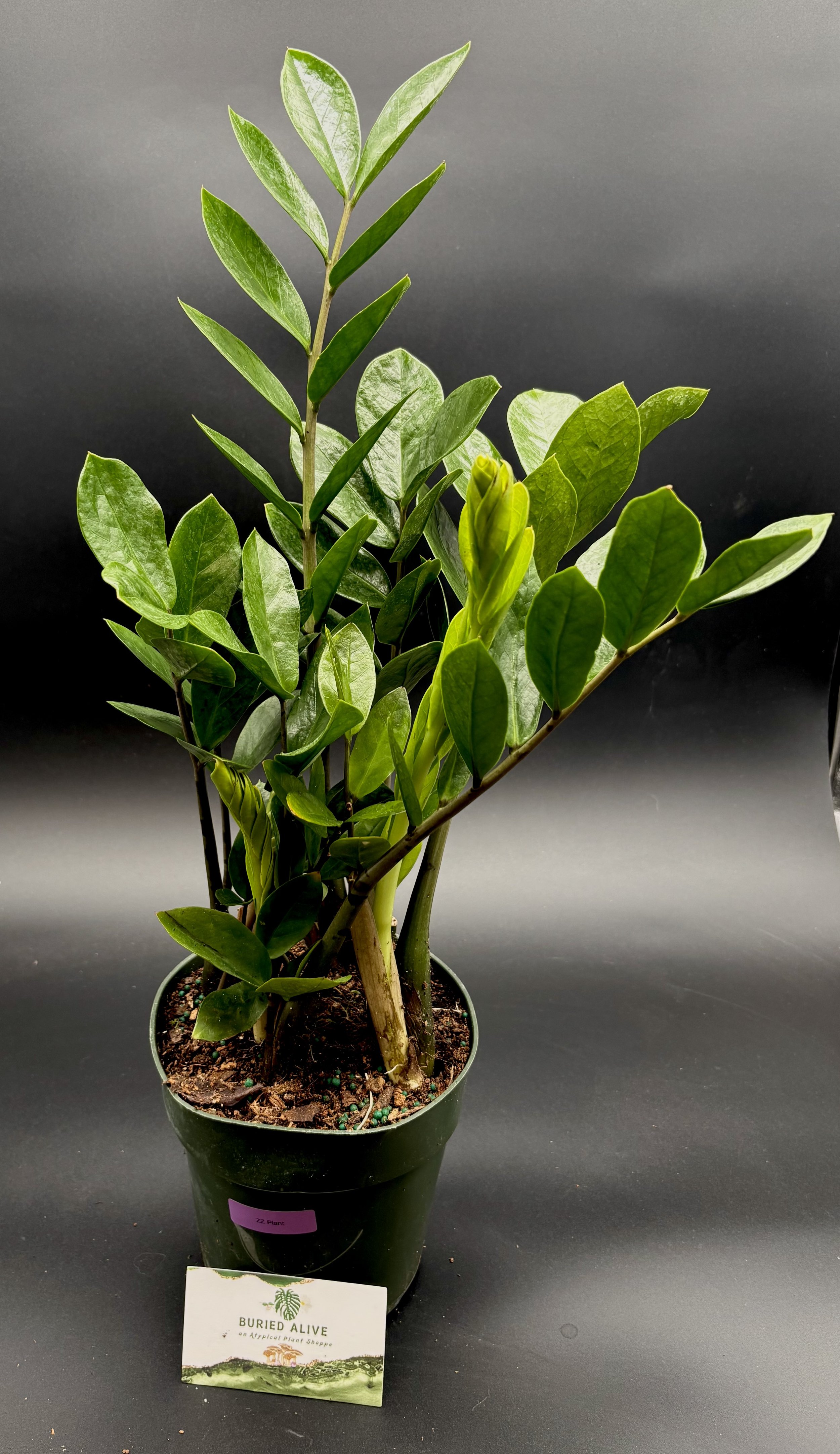 Zamioculcas Zamiifolia