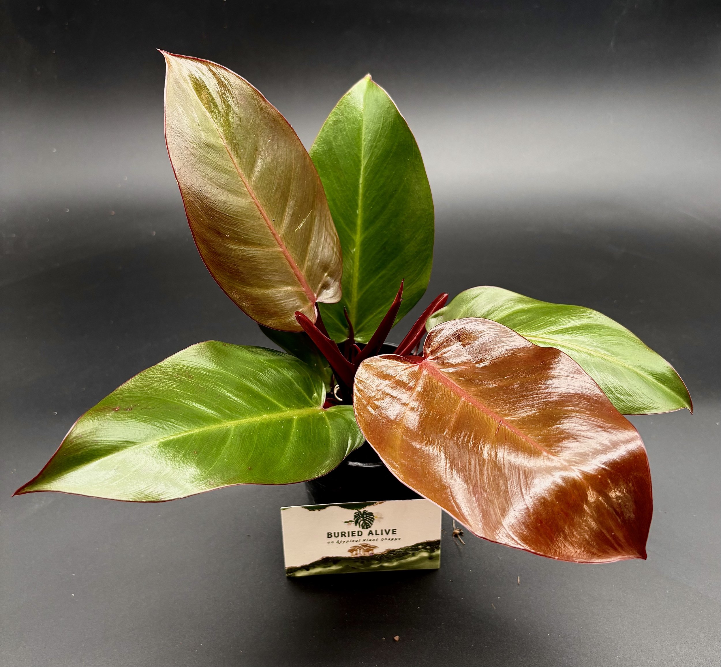 Sun Red Philodendron