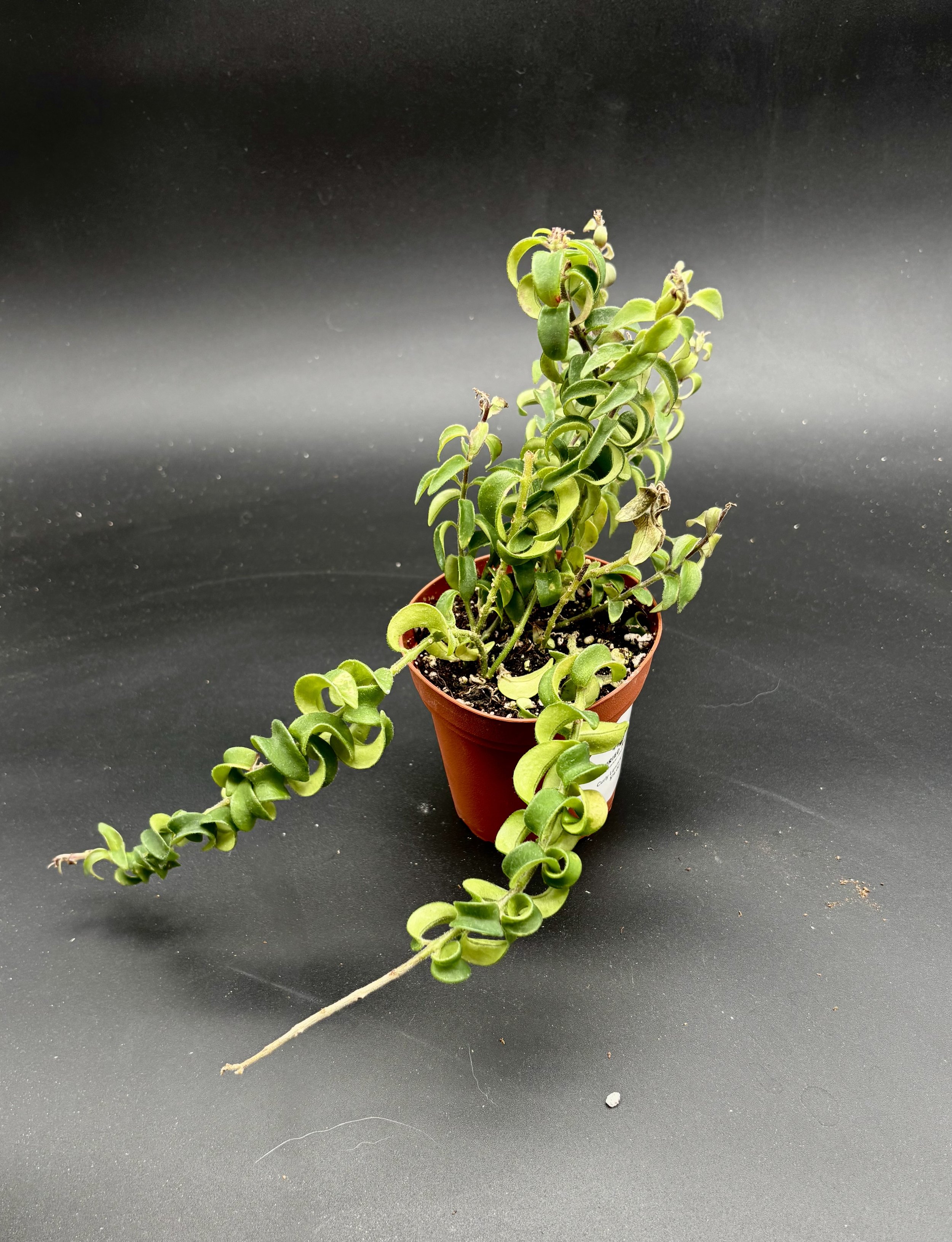 Curly Lipstick Plant