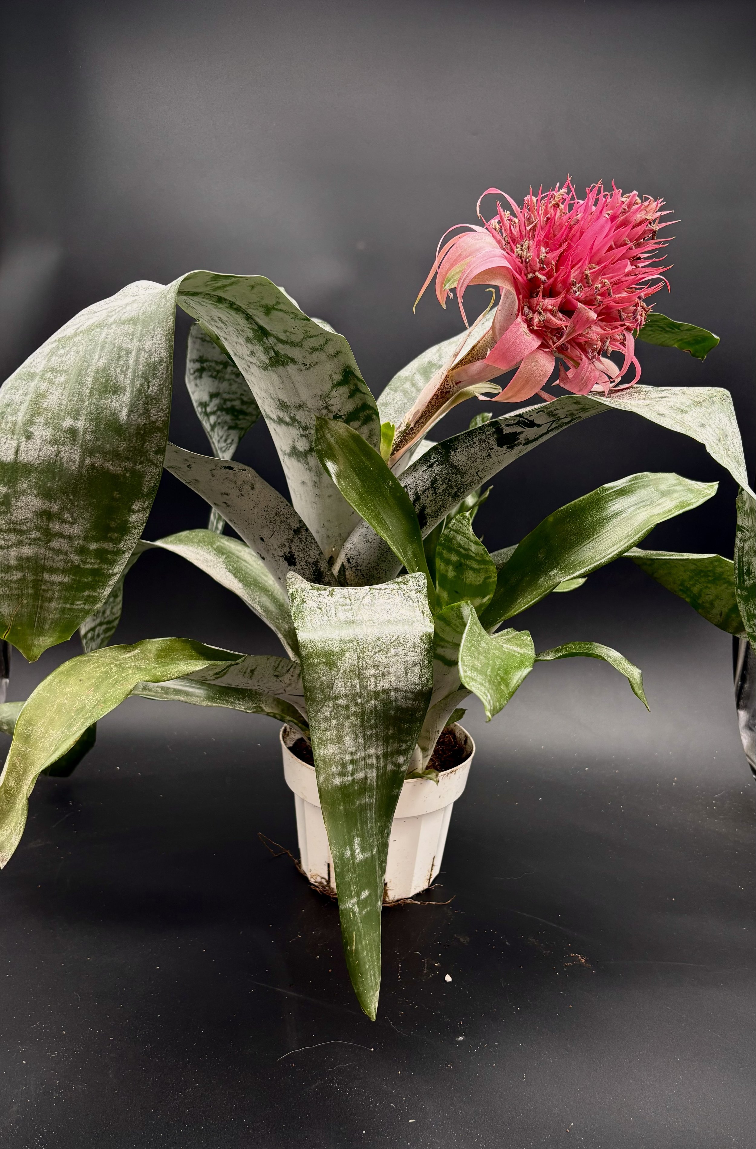 ‘Silver Vase’ Bromeliad