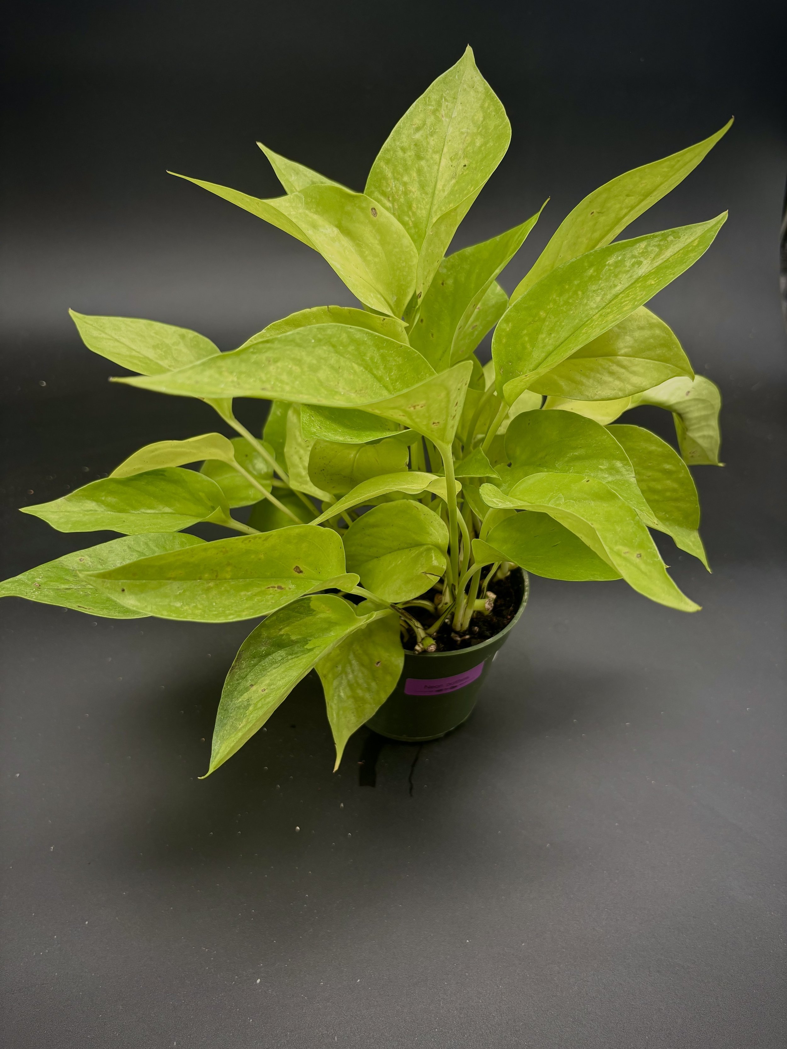 Neon Pothos