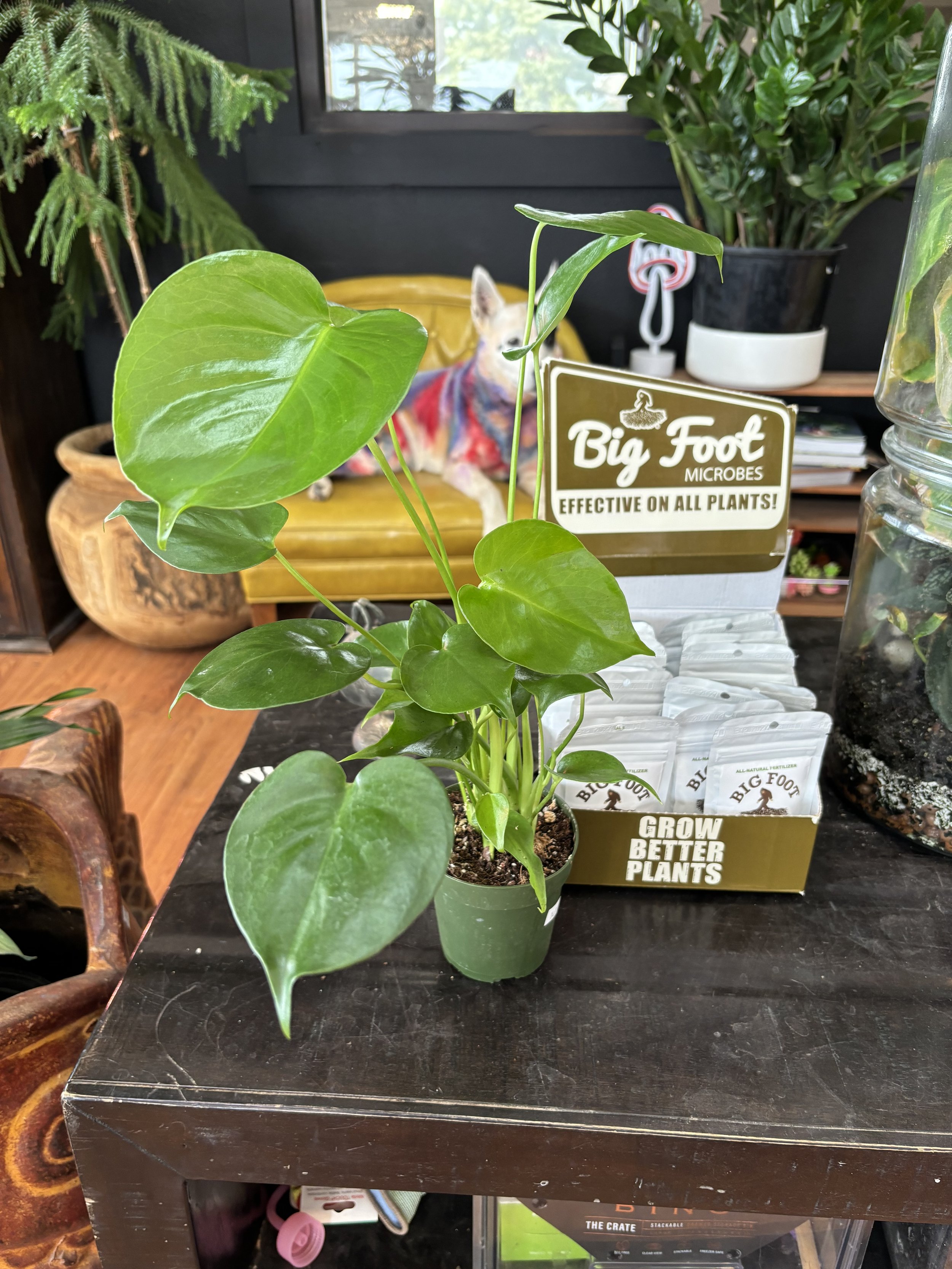Monstera Deliciosa
