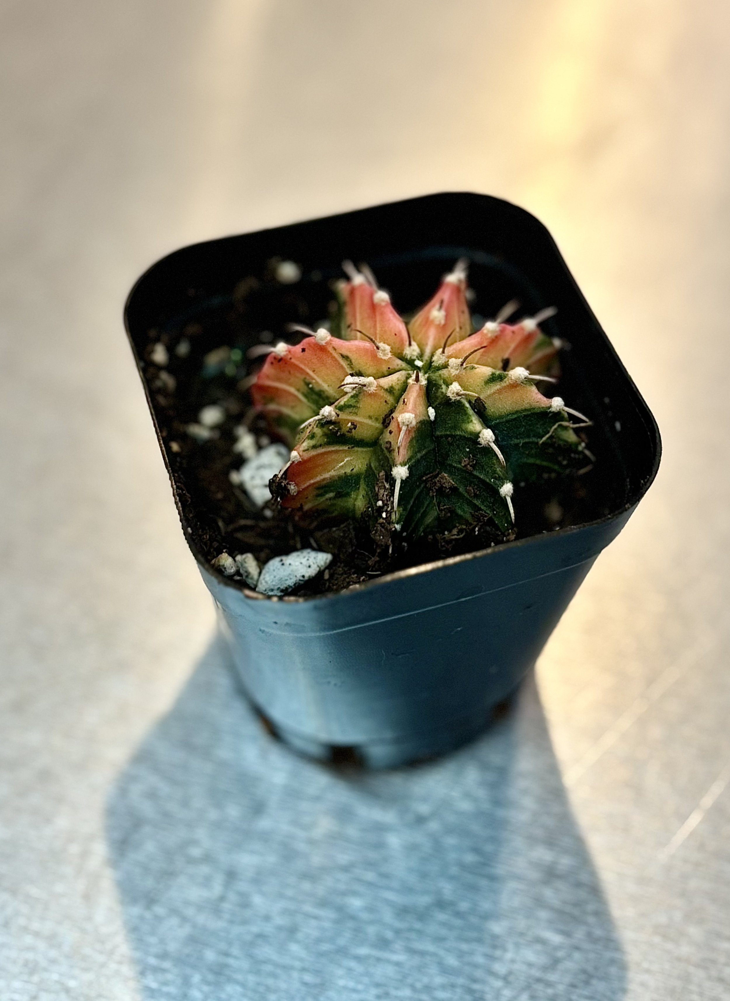 Gymnocalycium Mihanovichii