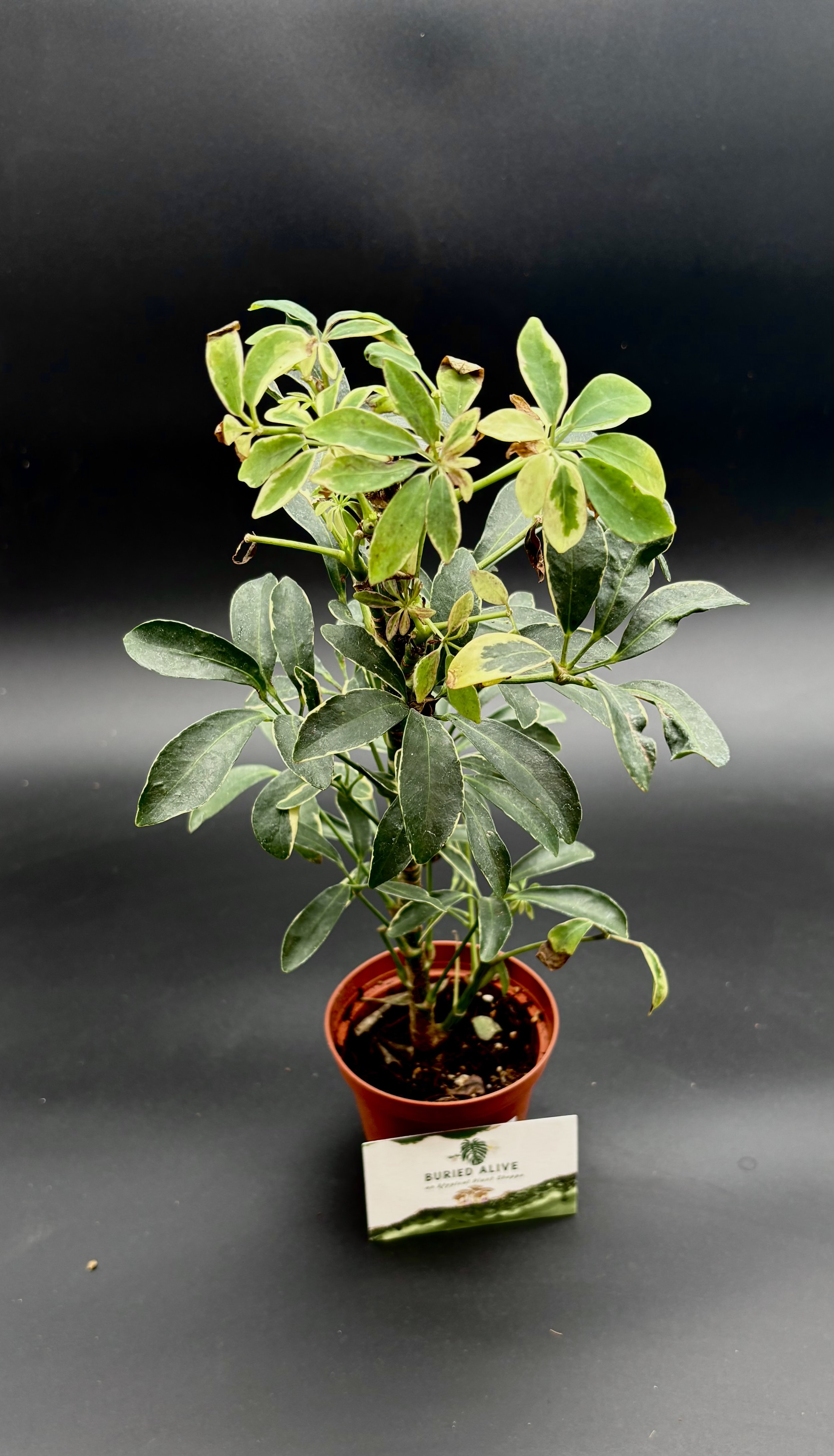 Schefflera Moonlight