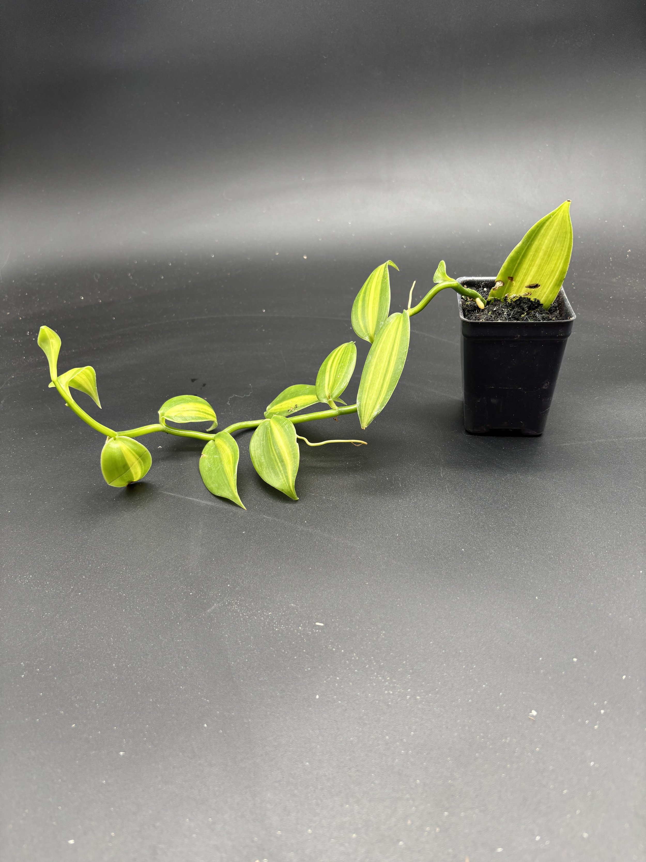 Aurea Vanilla Orchid